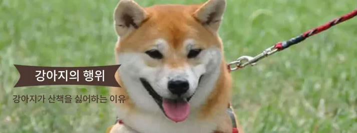 강아지가 산책을 싫어하는 이유와 대처 방법! 산책 거부를 막는 방법