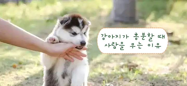 강아지가 흥분할 때 사람을 물는 이유는 무엇일까? 이러한 행동 뒤에 숨겨진 심리적 메커니즘과 대응 방법 | PETTENA