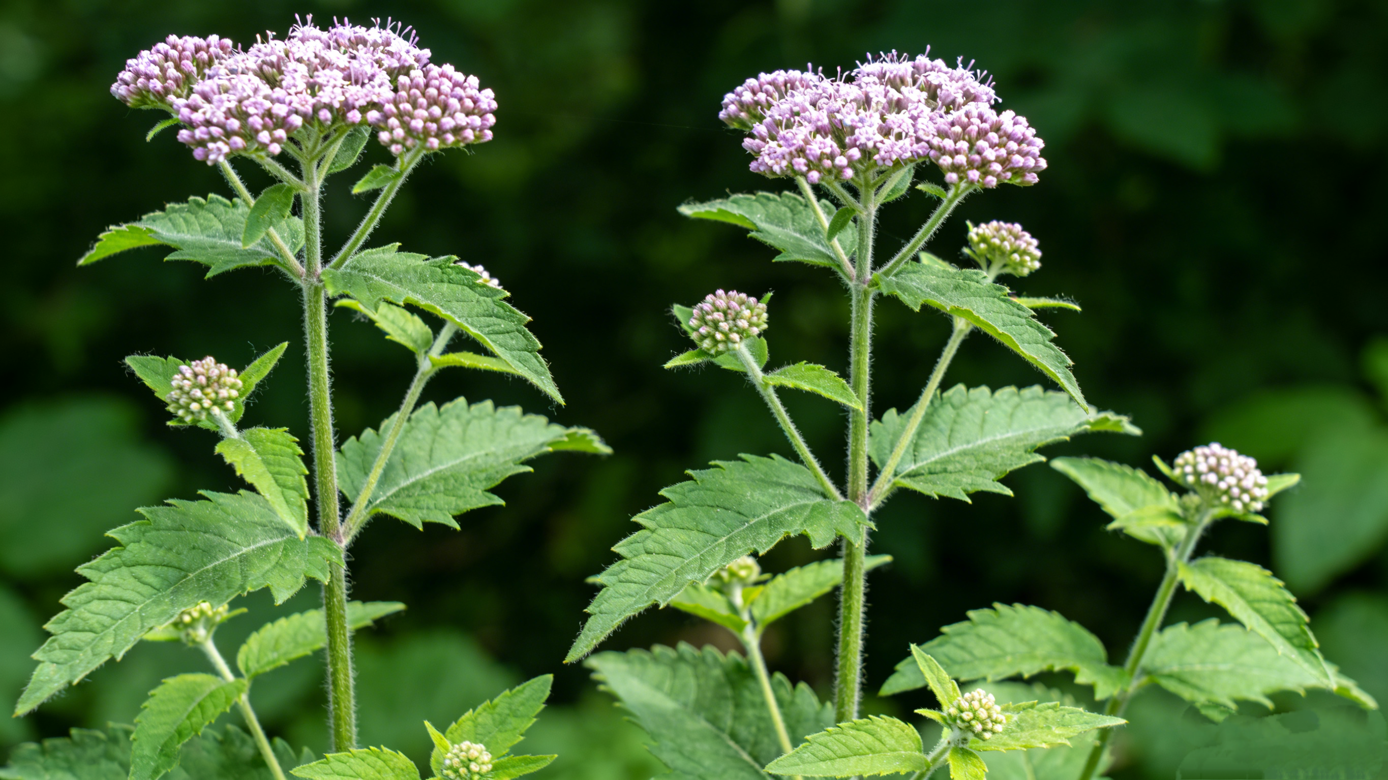 Fortune Eupatorium Herb: dried aerial part of Eupatorium fortunei (Asteraceae), neutral, pungent, acts on spleen, stomach, lung. Aromatically resolves damp, awakens spleen, opens stomach, relieves summer-heat. Anciently hailed as finest fragrant herb.