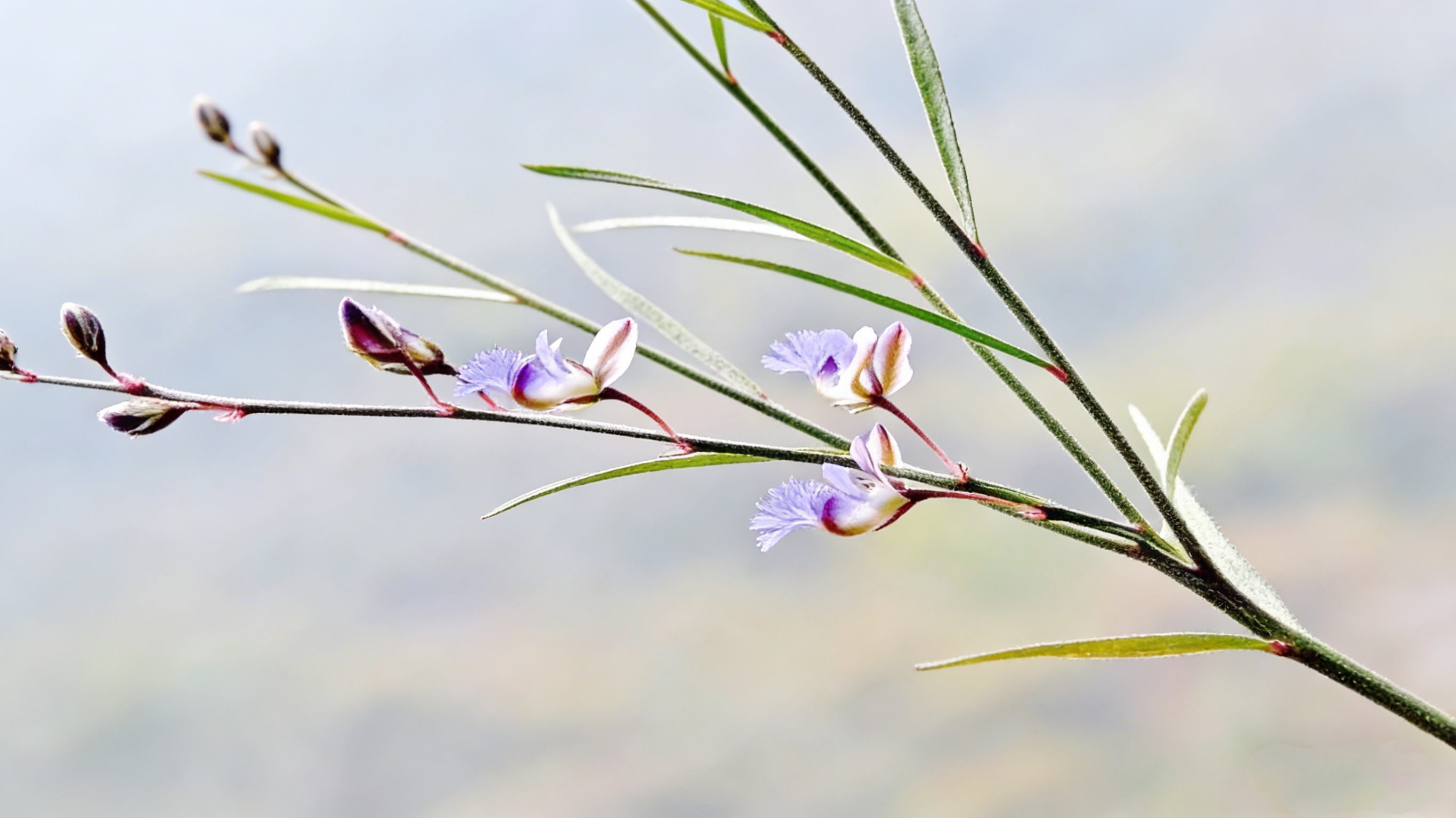 Thinleaf Milkwort Root, bitter-acrid and warm, calms the mind, enhances intelligence, links heart and kidney, and dispels phlegm to open orifices—an essential TCM herb for tranquil wisdom and strong will.
