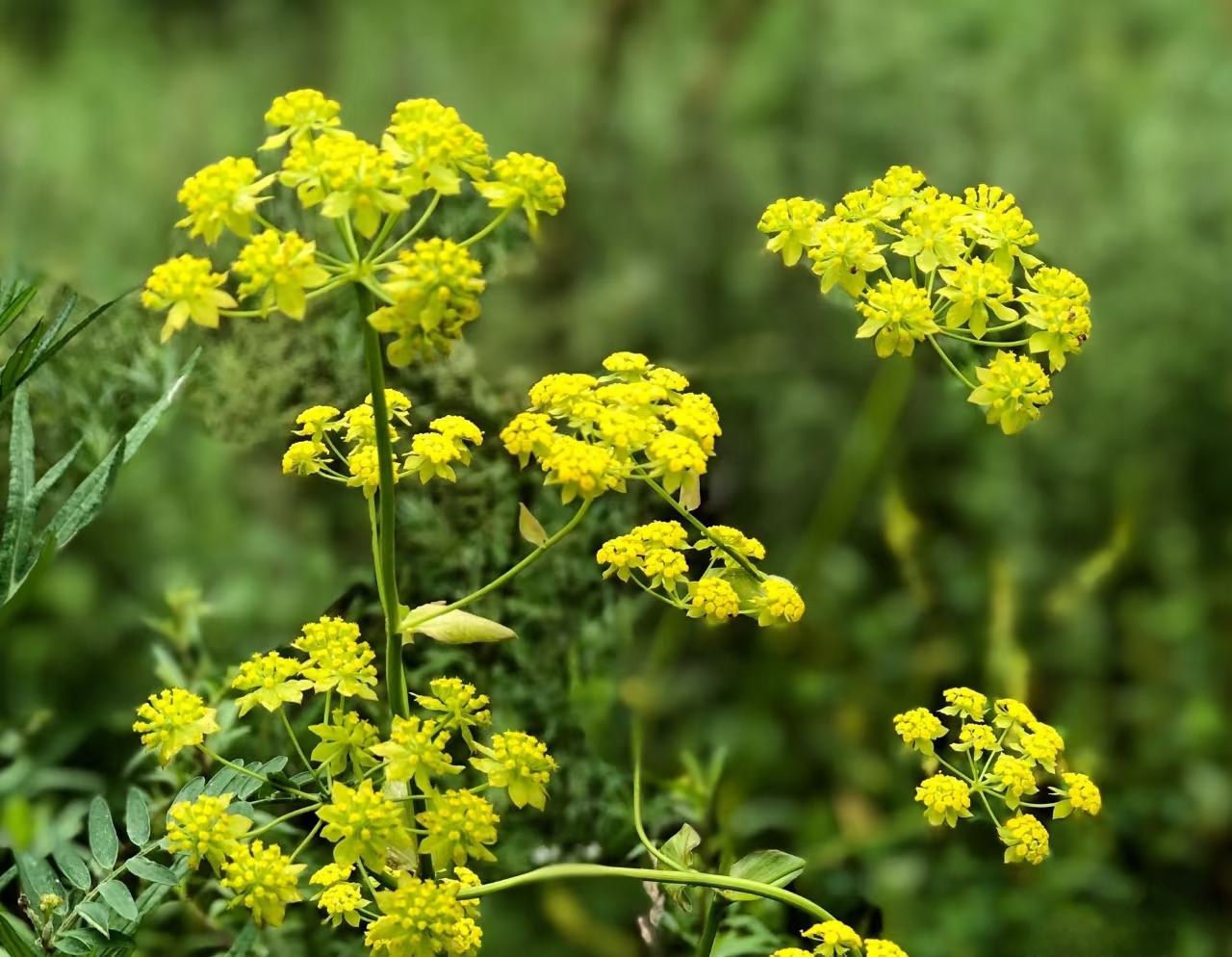 Chinese Thorowax Root, a traditional herb for soothing liver qi, key ingredient in ShengXi Adaptogen Sleep Bath Soak.