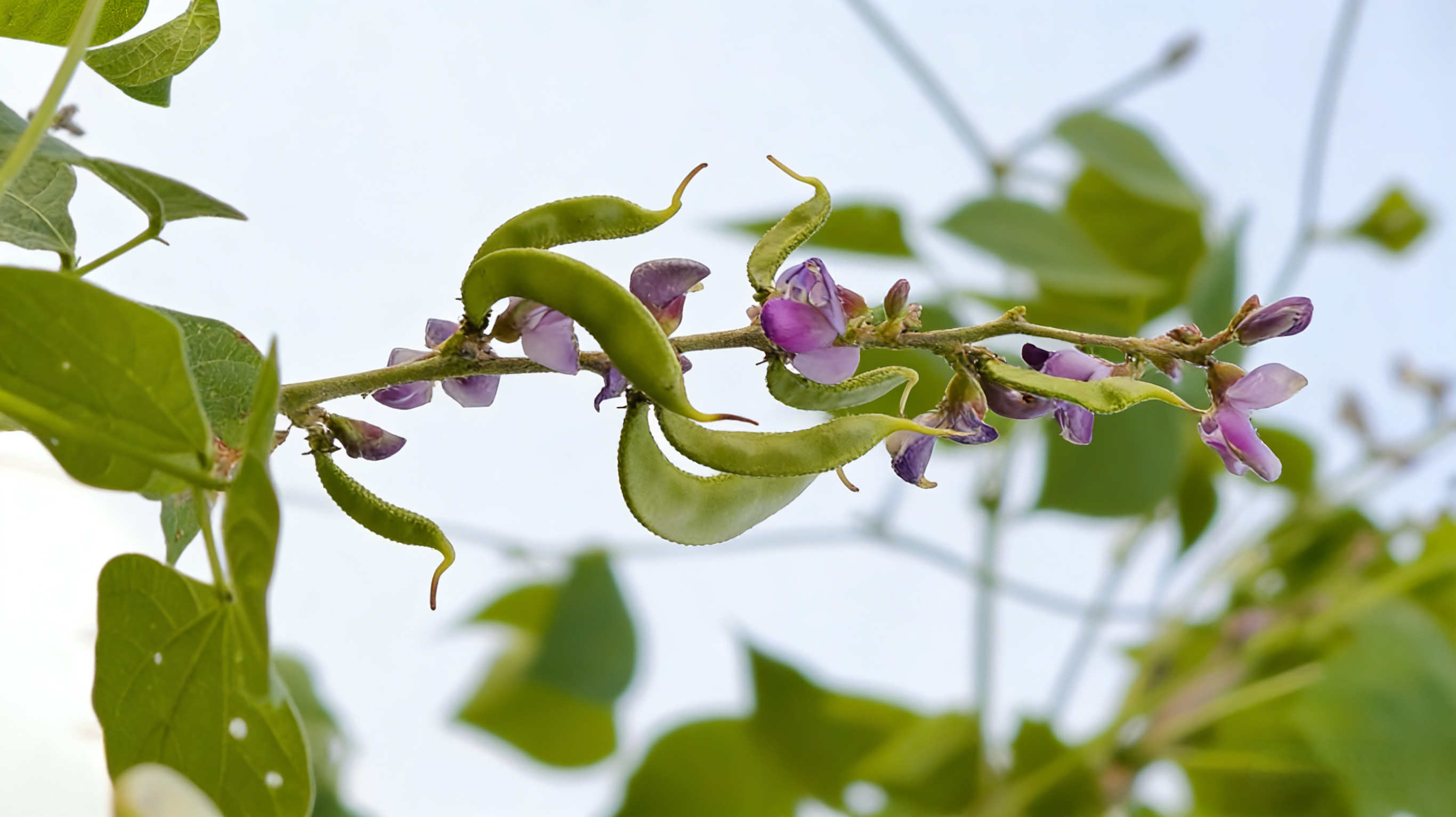 White  Hyacinth  Bean, food-medicine herb, strengthens spleen & resolves dampness, in botanical bath tea bag aids digestion & relieves summerheat.