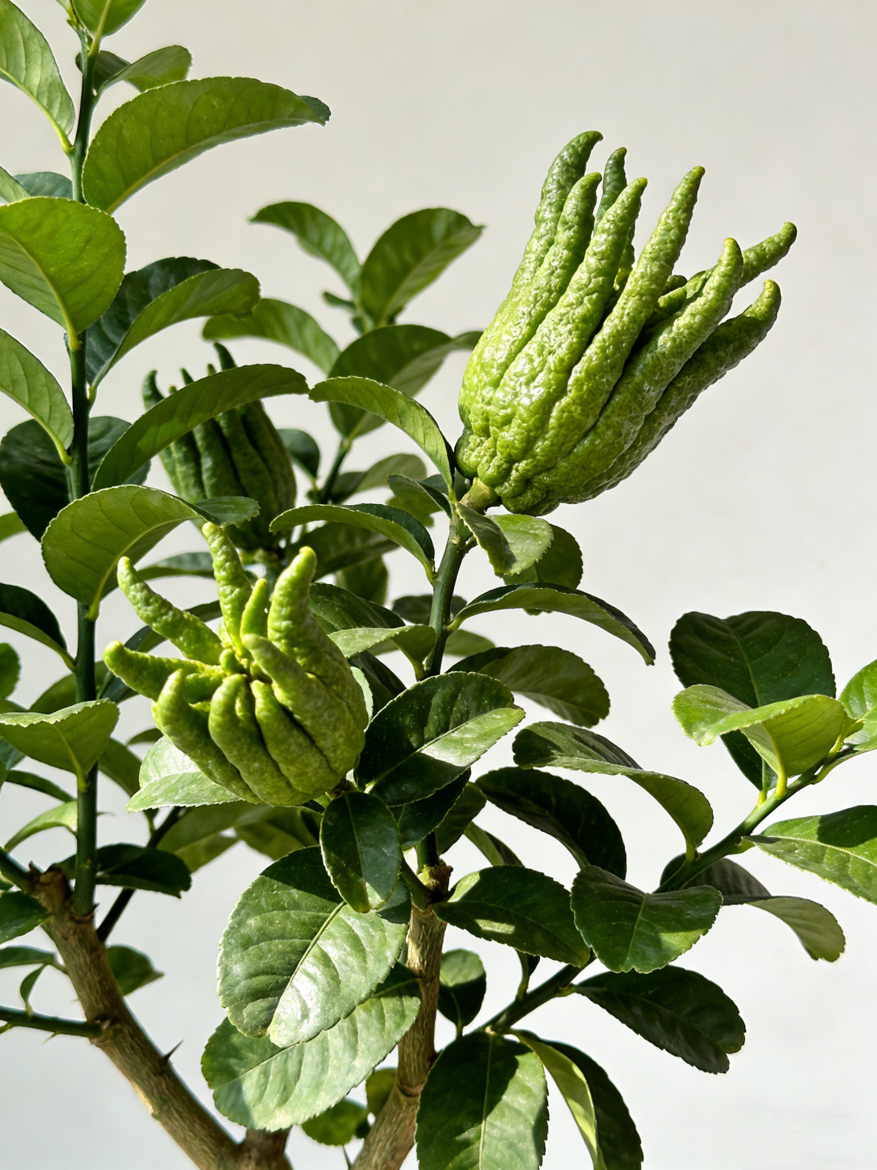 Citri Sarcodactylis Fructus(Fo Shou) : Soothes the liver and regulates qi, harmonizes the stomach and relieves pain, dries dampness and resolves phlegm.