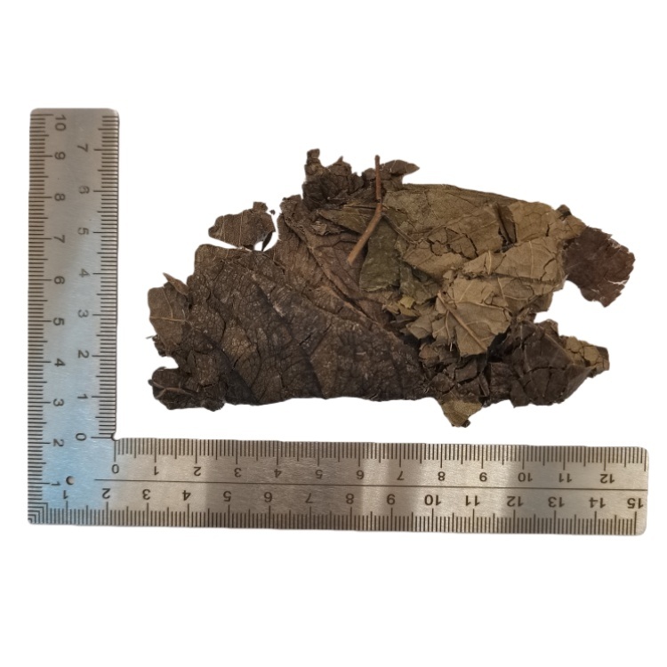 Eucommia Eucommia Leaf  ( Du Zhong Ye ) dry genuine adaptogen medicinal Chinese herb tea soup