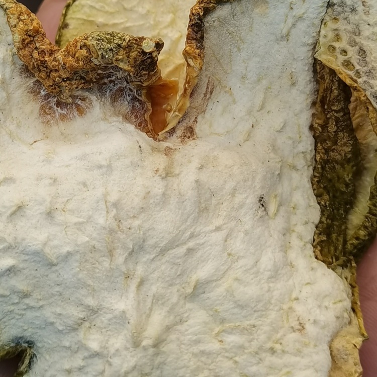 Finger Citron Citri Sarcodactylis Fructus (Fo Shou) dry slice genuine adaptogen Chinese herb tea soup