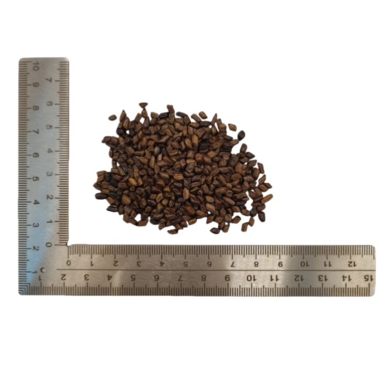 Cassia Cassia Seed  (Jue Ming Zi) dry genuine adaptogen medicinal Chinese herb tea soup