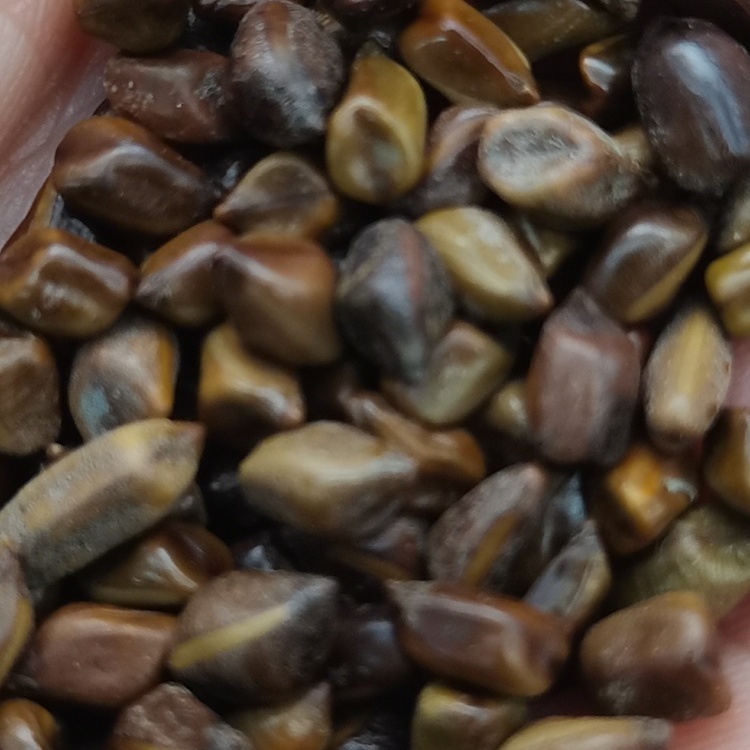 Cassia Seed Cassiae Semen (Jue Ming Zi) dry genuine adaptogen Chinese herb tea soup