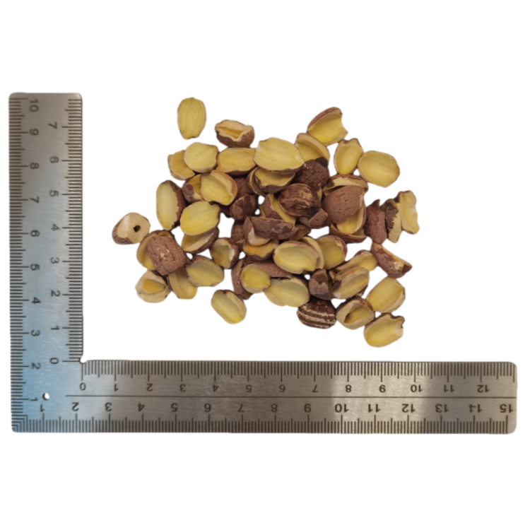 Nelumbo Lotus Seed  (Lian Zi Hong ) dry genuine adaptogen medicinal Chinese herb tea soup