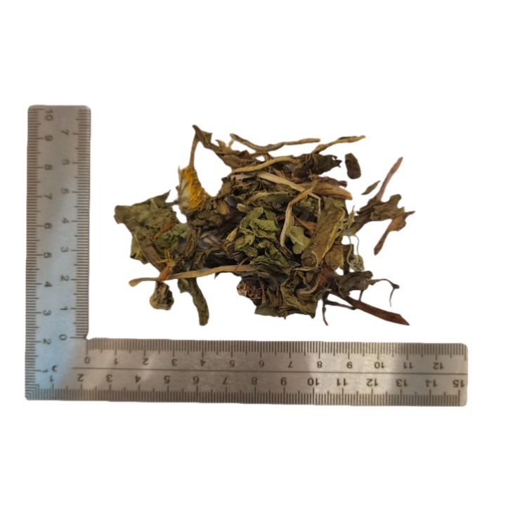 Taraxacum Dandelion  (Pu Gong Ying) dry genuine adaptogen medicinal Chinese herb tea soup