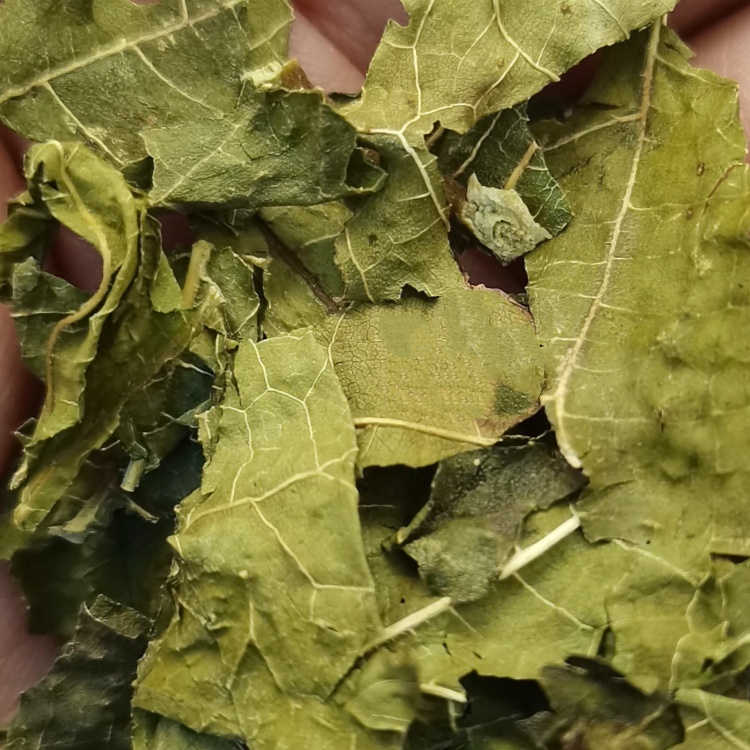 Morus Mulberry Leaf  ( Sang Ye ) dry genuine adaptogen medicinal Chinese herb tea soup