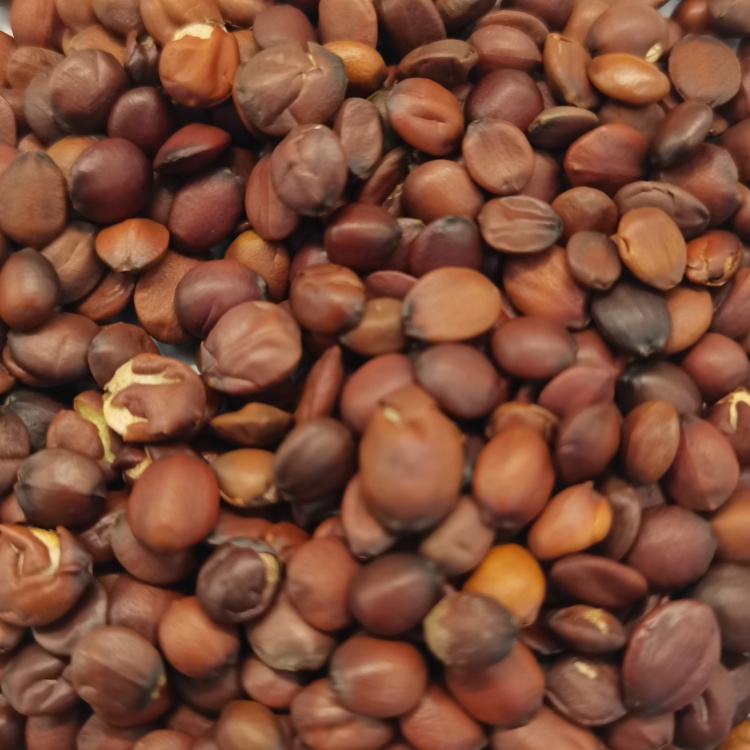 Ziziphus Spine Date Seed Jujube Seed ( Suan Zao Ren ) dry genuine adaptogen medicinal Chinese herb tea soup