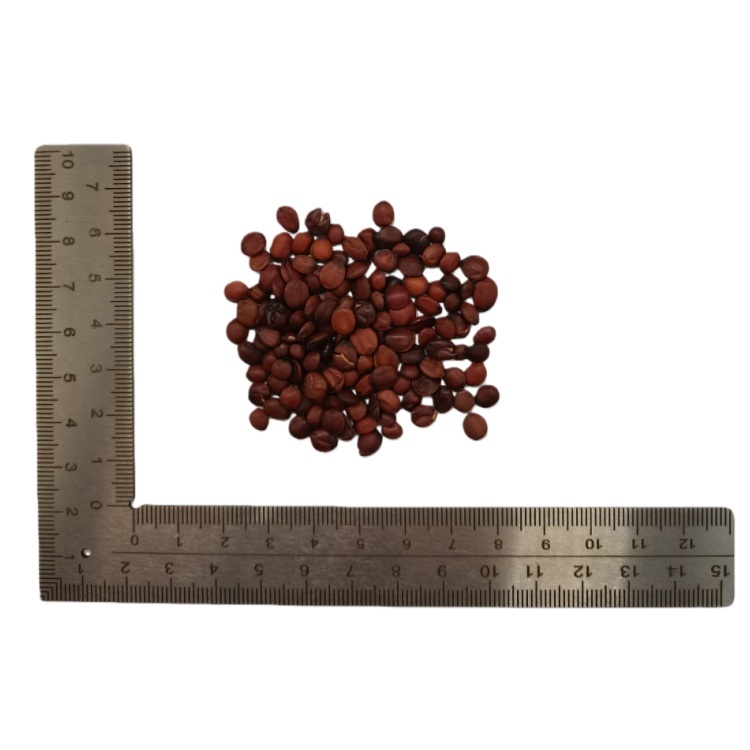 Ziziphus Spine Date Seed Jujube Seed ( Suan Zao Ren ) dry genuine adaptogen medicinal Chinese herb tea soup