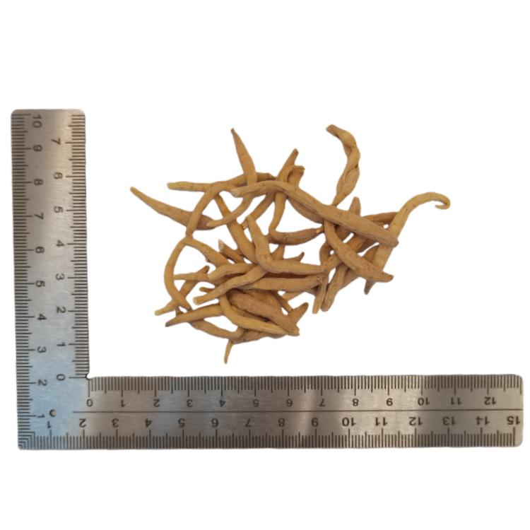 Pseudostellaria Heterophylly Falsestarwort Root  (Tai Zi Shen) dry genuine adaptogen medicinal Chinese herb tea soup