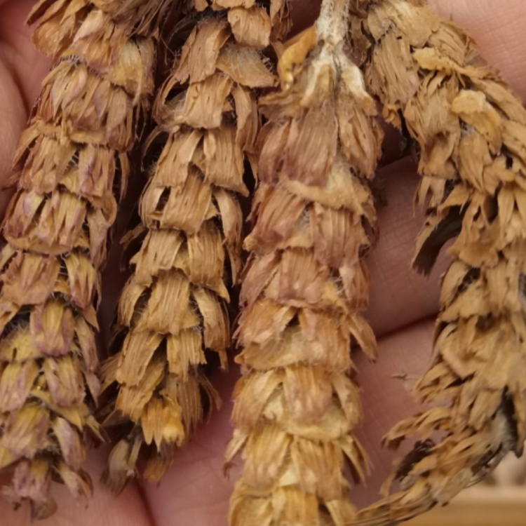 Prunella Selfheal Spike Common Selfheal ( Xia Ku Cao ) dry genuine adaptogen medicinal Chinese herb tea soup