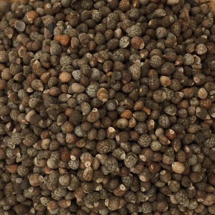 Perilla Perilla Fruit Perilla Seed ( Zi Su Zi) dry genuine adaptogen medicinal Chinese herb tea soup