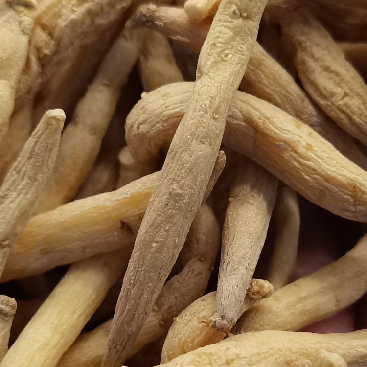 Heterophylly Falsestarwort Root Pseudostellariae Radix (Tai Zi Shen) dry genuine adaptogen Chinese herb tea soup children tonic