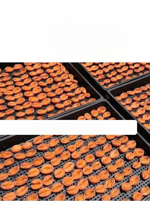 【長野県的果樹園直送】專為歐洲市場打造的極級成熟紅杏，因訂單取消而以超低價格處理了 15 公斤的生果，每公斤僅含少量糖分且不含防腐劑。 | 在樂天上獲得驚人的綜合評價★4.7！