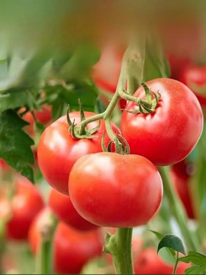 【一包大豐收】生根壯苗膨果增產水溶肥料