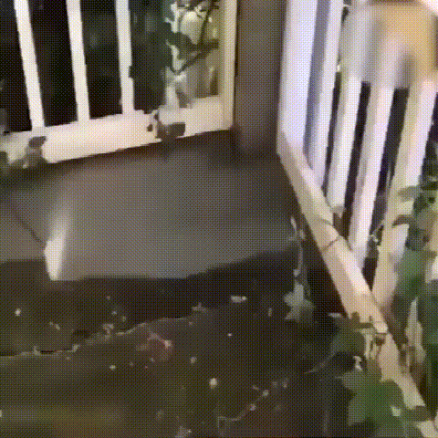 1624701933864436.gif