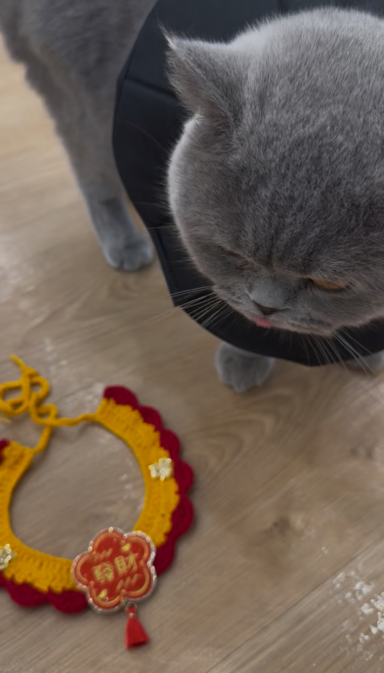 新年主題寵物巾巾