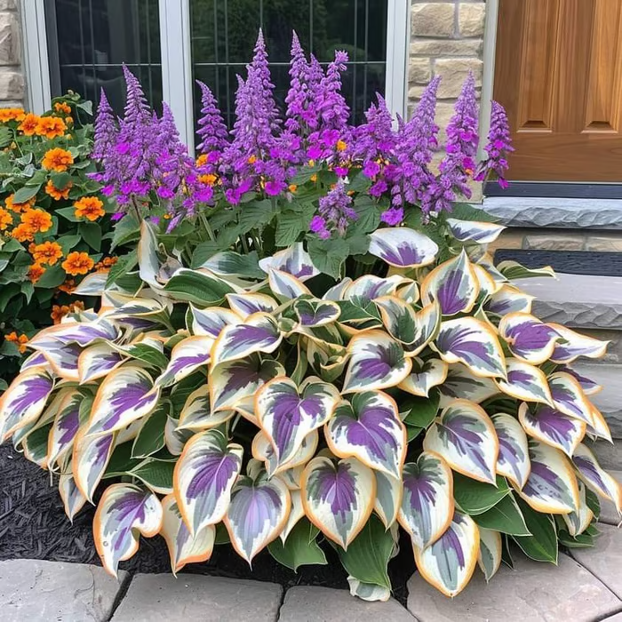 🔥Last Day 49% OFF🍃Rare Hosta Seeds🌿