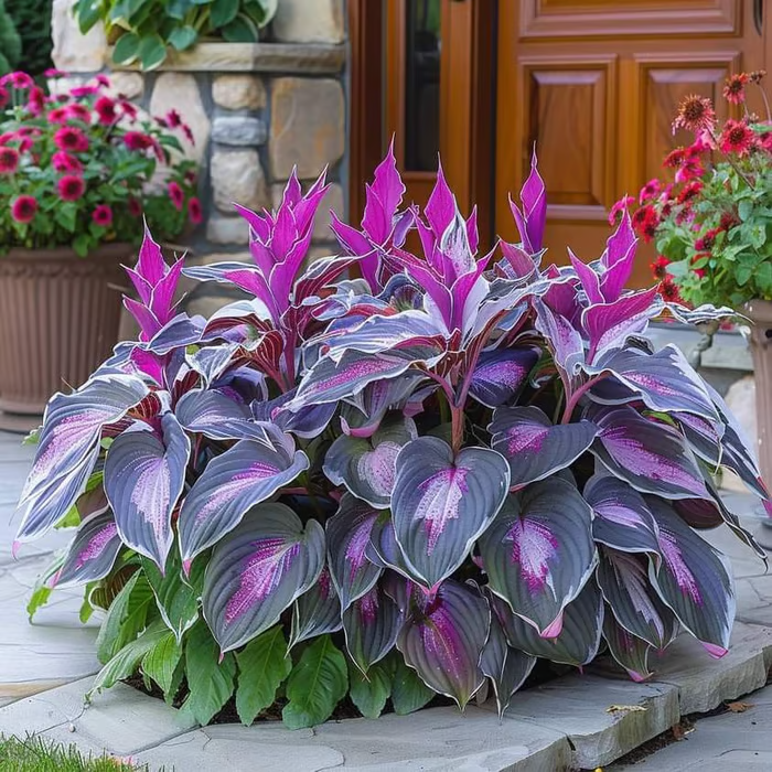 🔥Last Day 49% OFF🍃Rare Hosta Seeds🌿