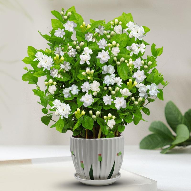 🌸Beautiful Jasmine Potted Plant(Can be planted in winter)🌸