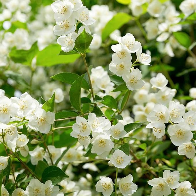 🌸Beautiful Jasmine Potted Plant(Can be planted in winter)🌸
