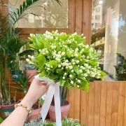 🌸Beautiful Jasmine Potted Plant(Can be planted in winter)🌸