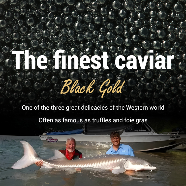Beluga caviar from Russia