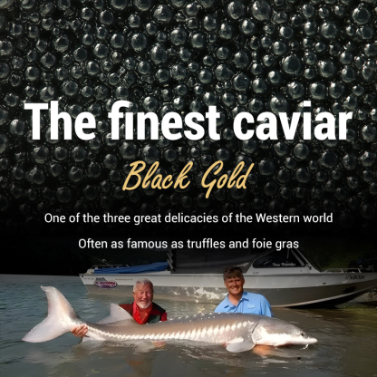 Beluga caviar from Russia