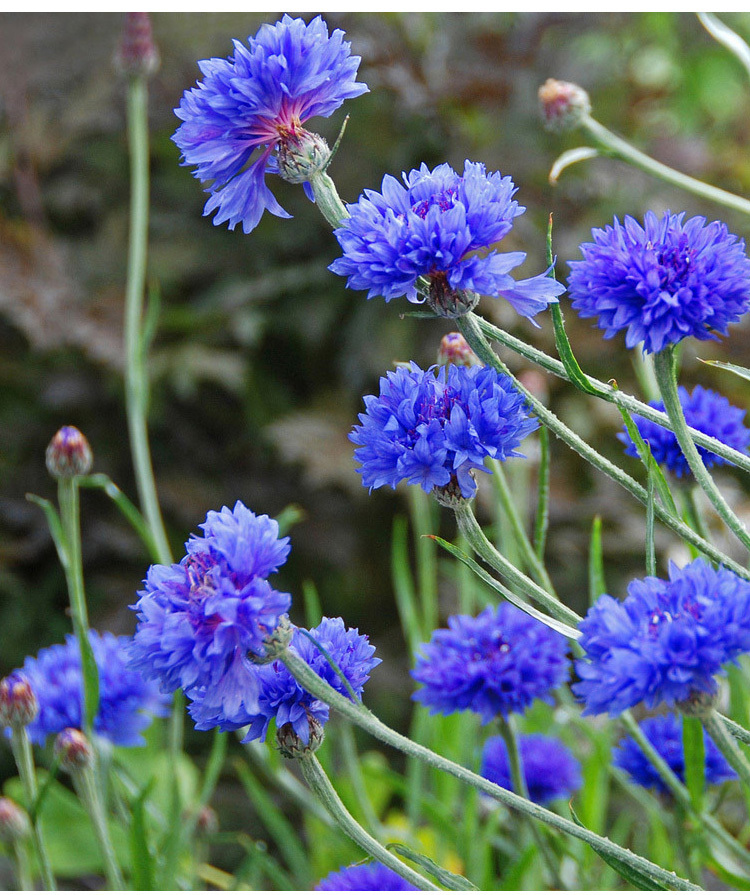 Premium Mixed Centaury Seeds: Multi-Color Cornflower Seeds for Vibrant Garden Blooms - Easy-to-Grow Wildflower (Cottage Garden Style)