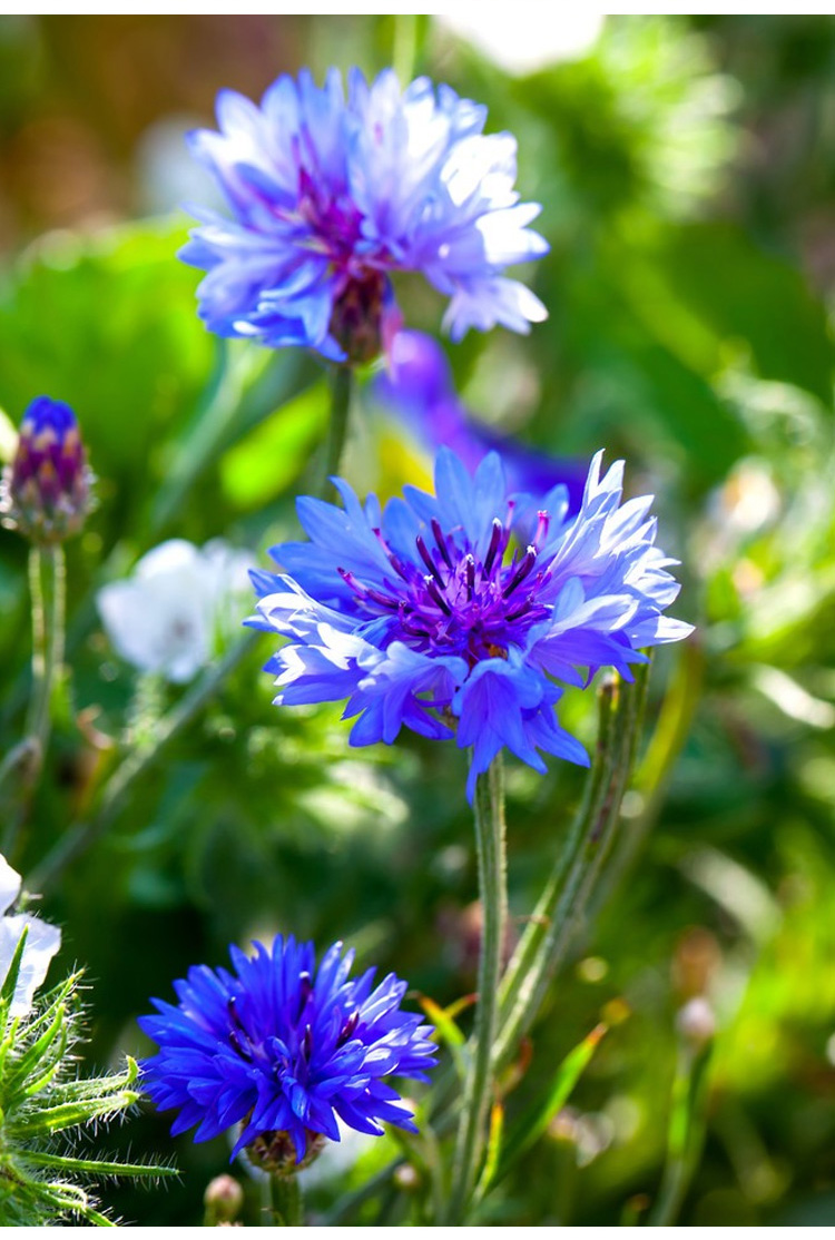 Premium Mixed Centaury Seeds: Multi-Color Cornflower Seeds for Vibrant Garden Blooms - Easy-to-Grow Wildflower (Cottage Garden Style)