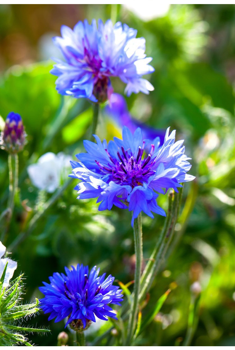 Premium Mixed Centaury Seeds: Multi-Color Cornflower Seeds for Vibrant Garden Blooms - Easy-to-Grow Wildflower (Cottage Garden Style)