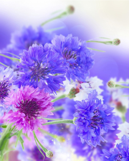 Premium Mixed Centaury Seeds: Multi-Color Cornflower Seeds for Vibrant Garden Blooms - Easy-to-Grow Wildflower (Cottage Garden Style)