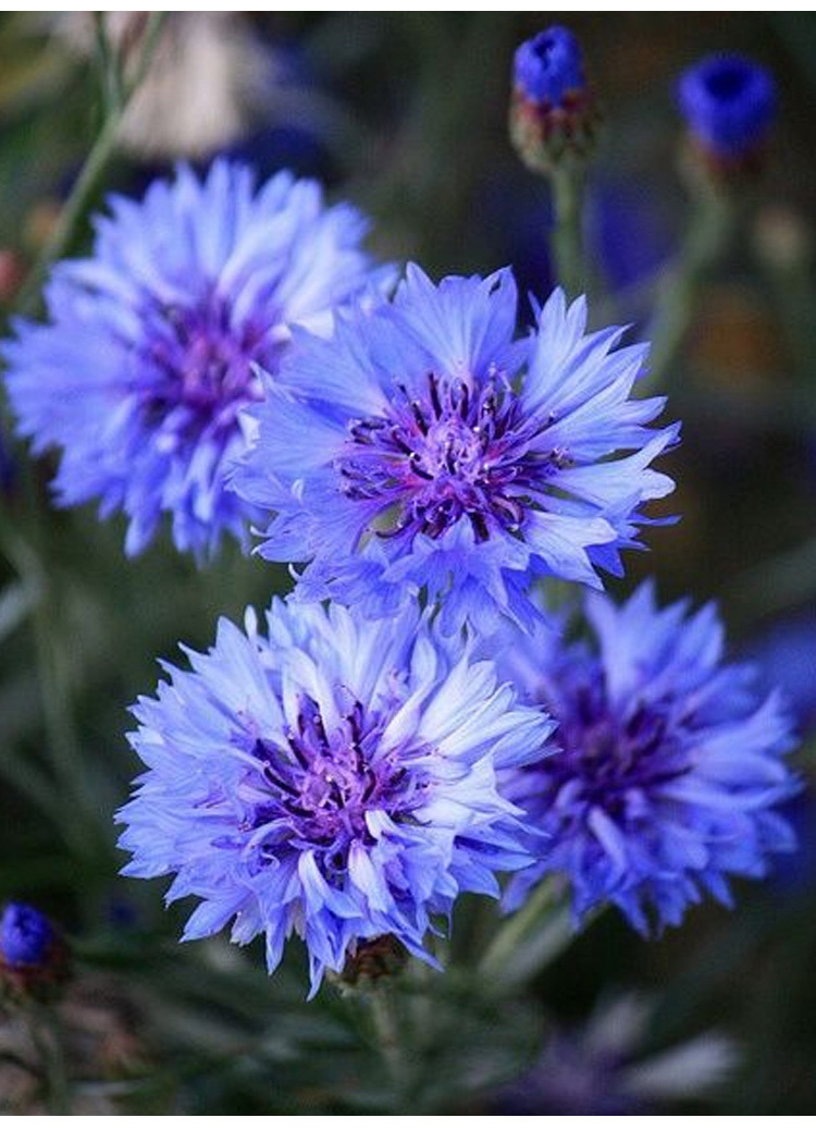 Premium Mixed Centaury Seeds: Multi-Color Cornflower Seeds for Vibrant Garden Blooms - Easy-to-Grow Wildflower (Cottage Garden Style)