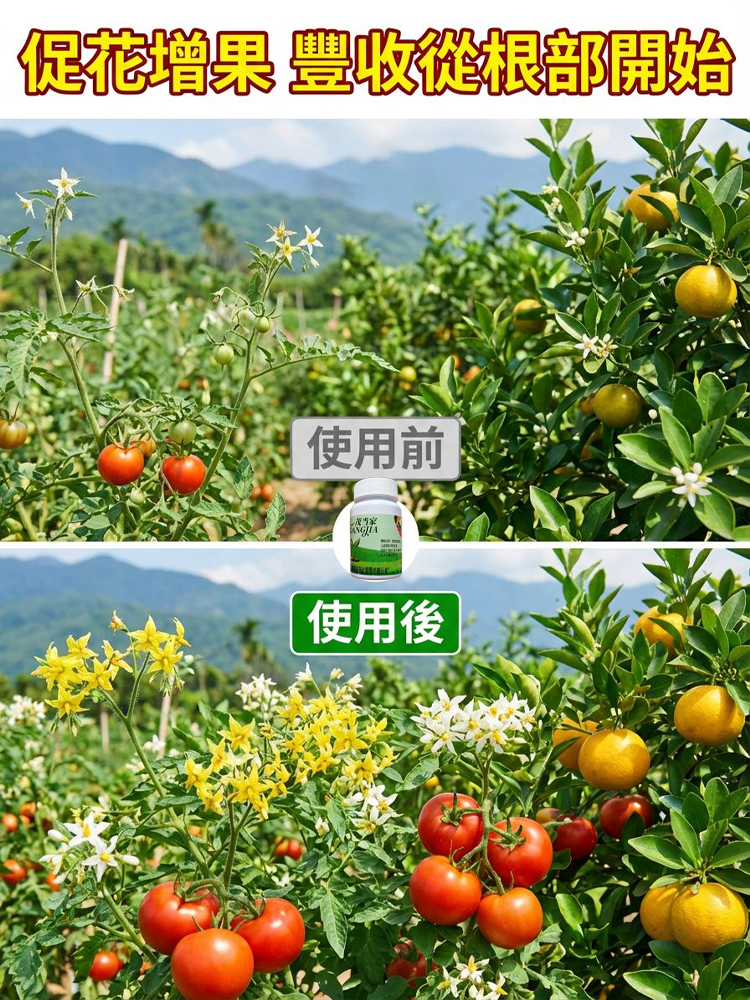 【肥效/防護二合一】懶人植保神器硼肥片