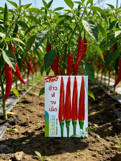 เมล็ดพันธุ์พริกต้น "ทนโรค-ดกพิเศษ": เก็บกินได้นาน ทนทานต่อโรคใบด่างและศัตรูพืช อัตรางอกสูง 99%