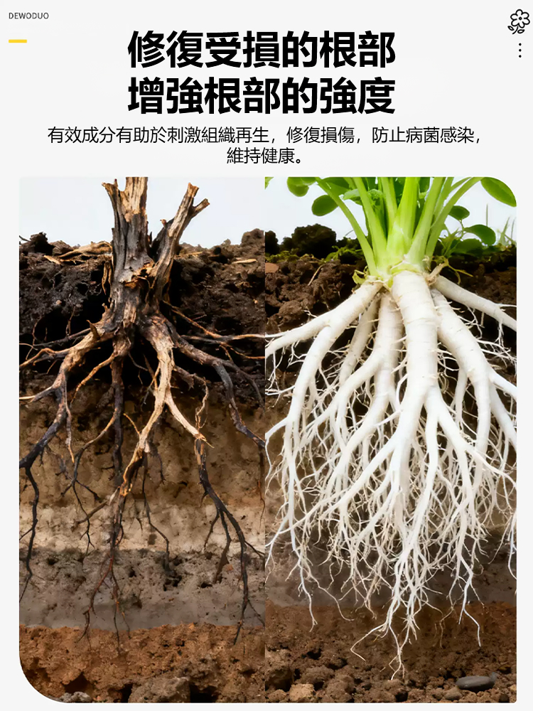 四季常青強生根壯苗肥