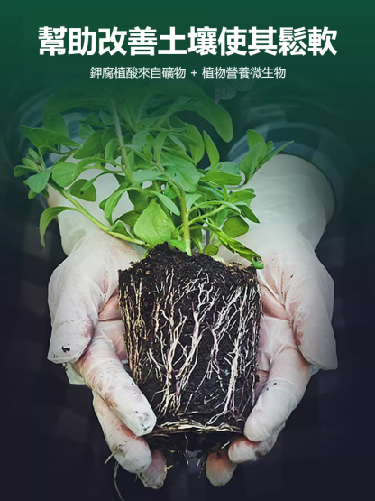 四季常青強生根壯苗肥