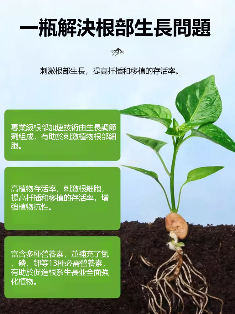 四季常青強生根壯苗肥