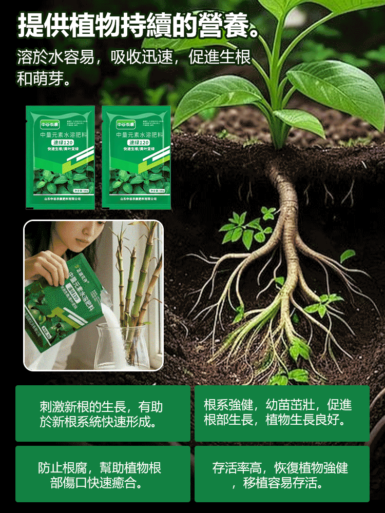 四季常青強生根壯苗肥