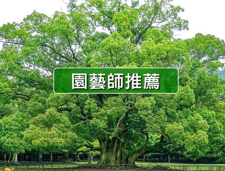 大树复活营养液_02.jpg