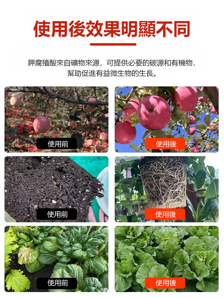 四季常青強生根壯苗肥