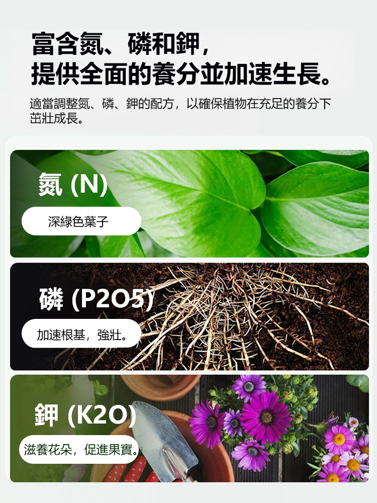 四季常青強生根壯苗肥