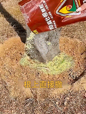 【植物起死回生】生根壯根顆粒