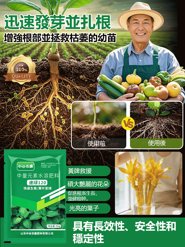 四季常青強生根壯苗肥