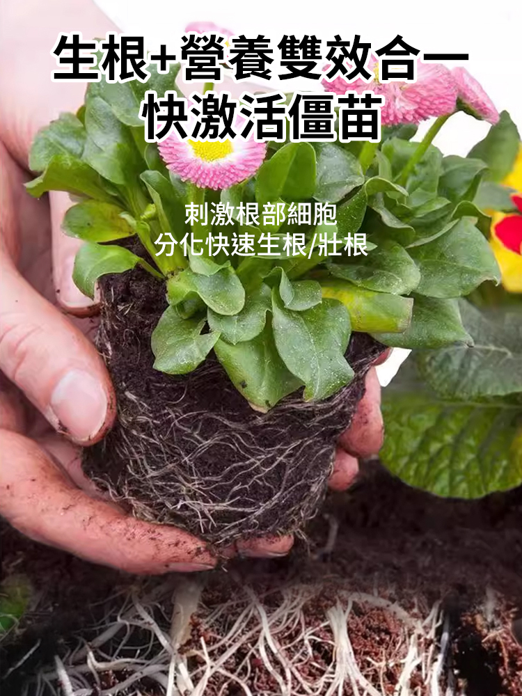 【植物起死回生】生根壯根顆粒
