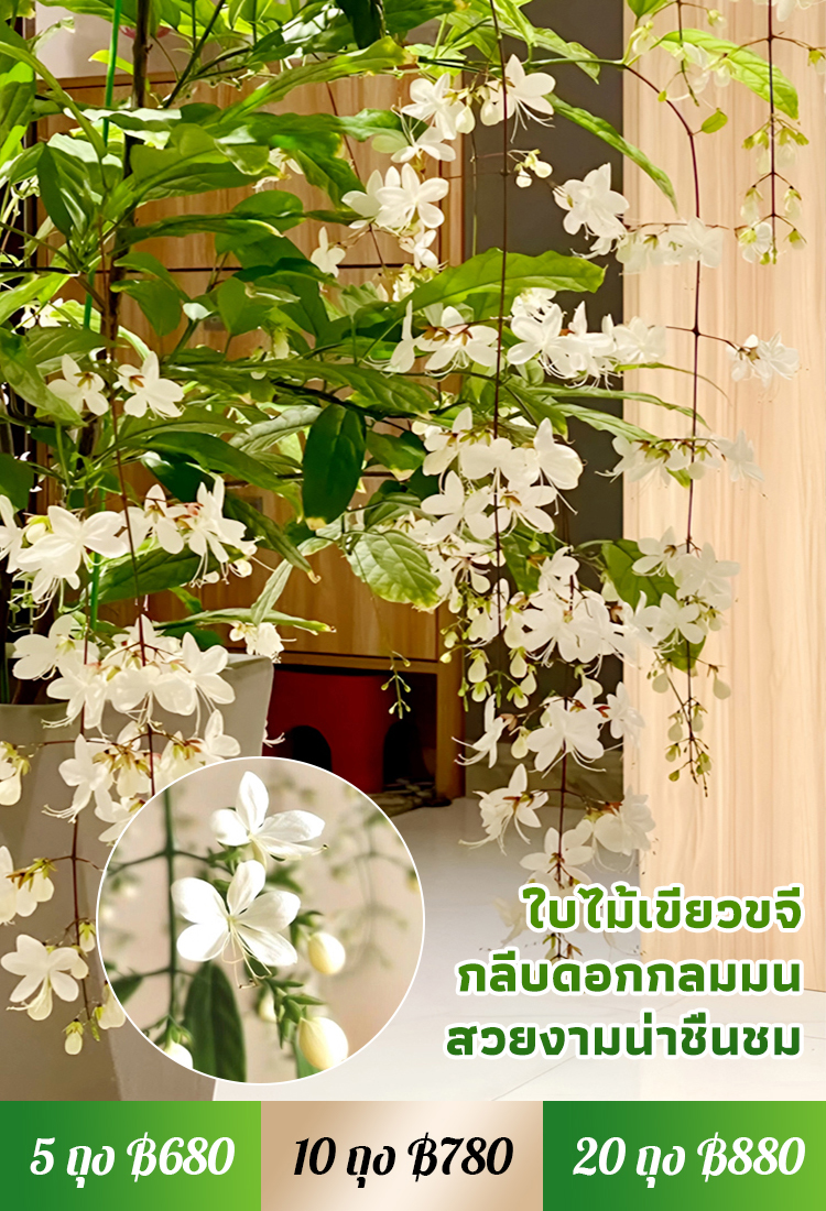 【หอมลอยสิบลี้】เมล็ดพันธุ์ดอกสร้อยสายเพชรกลิ่นหอมเข้มข้น