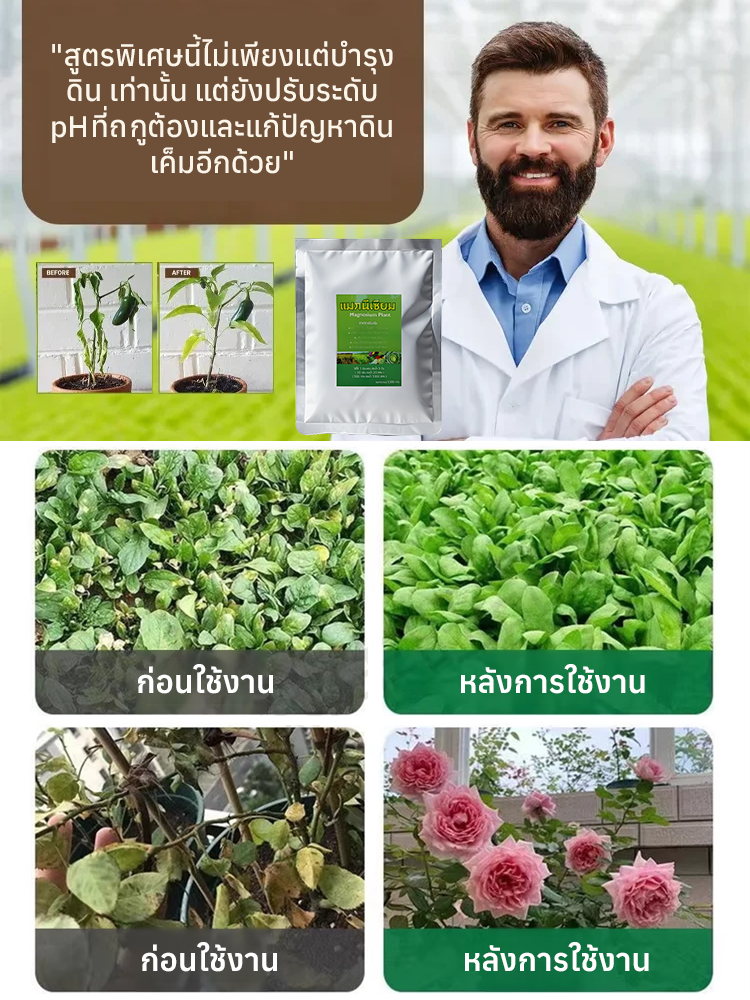 ใบไม้เหลืองกลับเขียว รักษาใบไม้เขียวด้วยการเติมปุ๋ยแมกนีเซียมอย่างรวดเร็ว